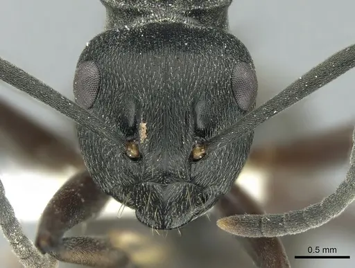 Polyrhachis halidayi - CASENT0906323