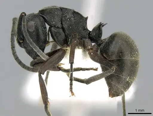 Polyrhachis halidayi - CASENT0906323