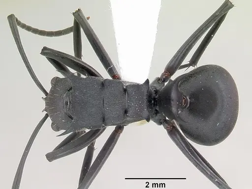 Polyrhachis hastata specimen