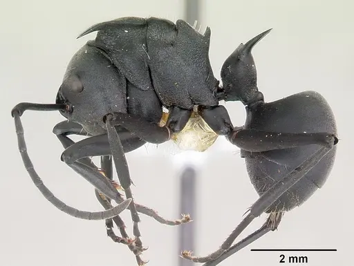 Polyrhachis hastata specimen