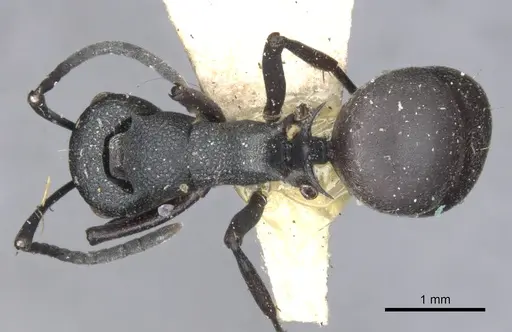 Polyrhachis hauxwelli specimen