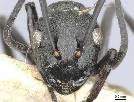 Polyrhachis hauxwelli specimen