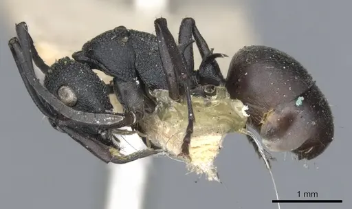 Polyrhachis hauxwelli specimen