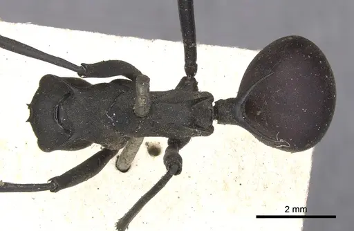 Polyrhachis hector specimen