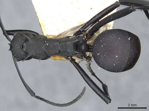 Polyrhachis hector - CASENT0910857
