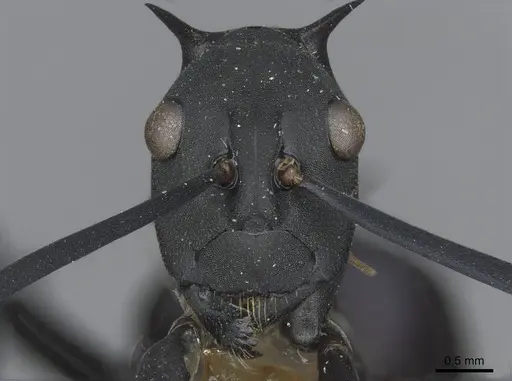 Polyrhachis hector - CASENT0910857