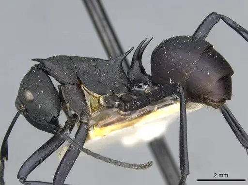 Polyrhachis hector - CASENT0910857