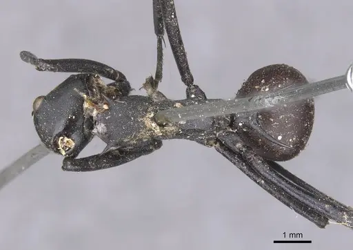 Polyrhachis hector - CASENT0913690