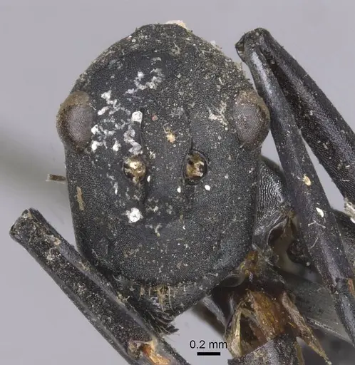 Polyrhachis hector - CASENT0913690