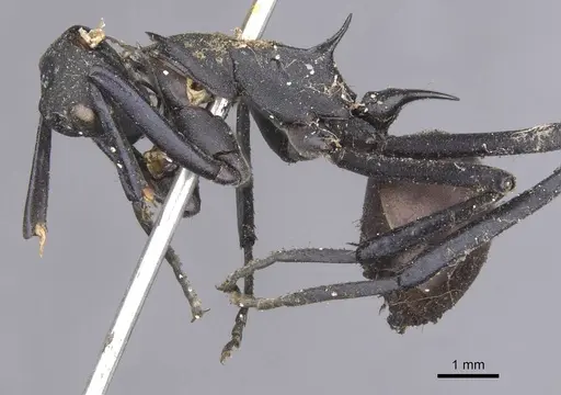 Polyrhachis hector - CASENT0913690