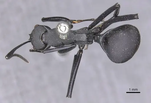 Polyrhachis hector - CASENT0913691