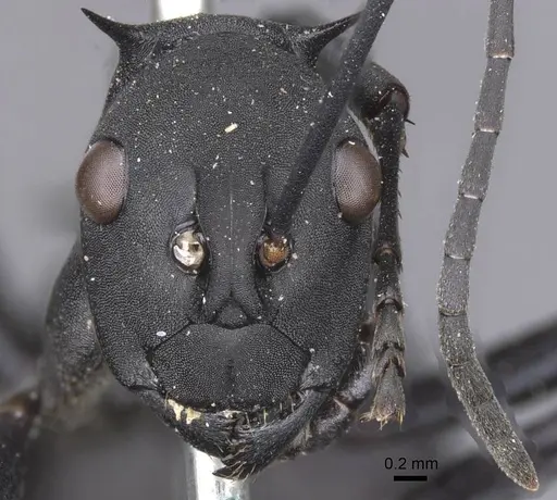 Polyrhachis hector - CASENT0913691