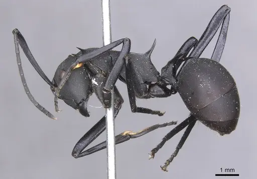 Polyrhachis hector - CASENT0913691