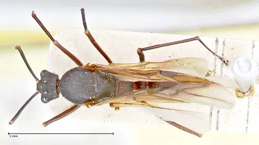 Polyrhachis hector - FOCOL2656