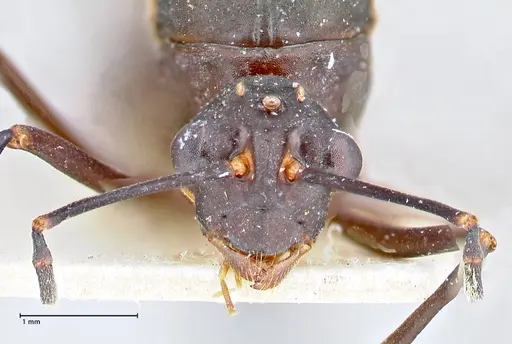 Polyrhachis hector - FOCOL2656