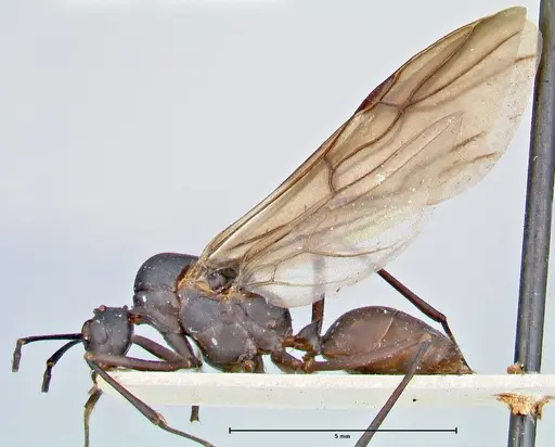 Polyrhachis hector - FOCOL2656