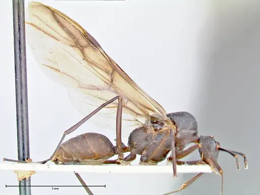 Polyrhachis hector - FOCOL2656