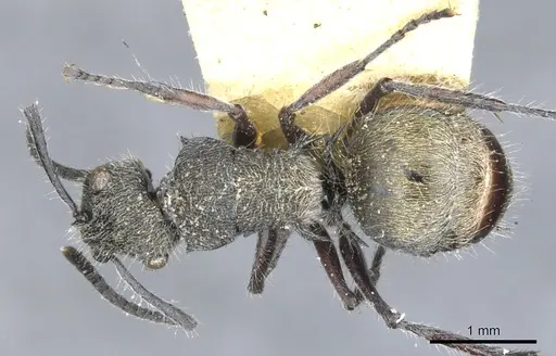 Polyrhachis heinlethii specimen