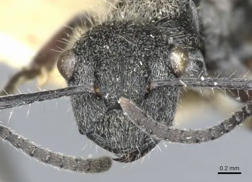 Polyrhachis heinlethii specimen