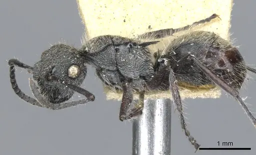 Polyrhachis heinlethii specimen