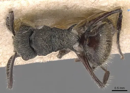 Polyrhachis heinlethii - CASENT0905585
