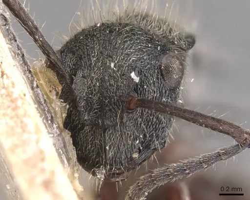 Polyrhachis heinlethii - CASENT0905585