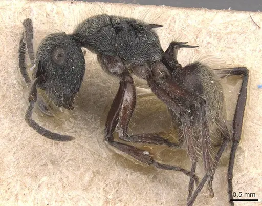 Polyrhachis heinlethii - CASENT0905585