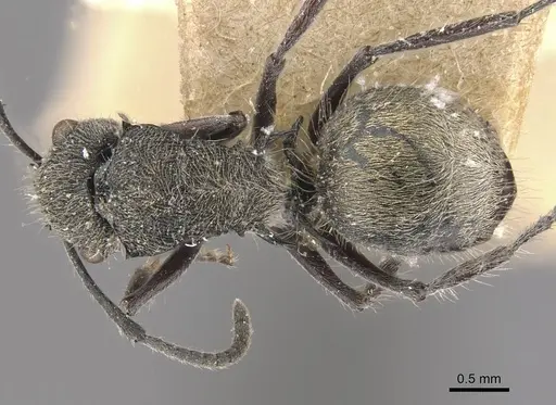 Polyrhachis heinlethii - CASENT0910826