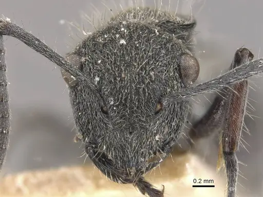 Polyrhachis heinlethii - CASENT0910826