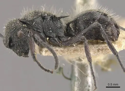 Polyrhachis heinlethii - CASENT0910826