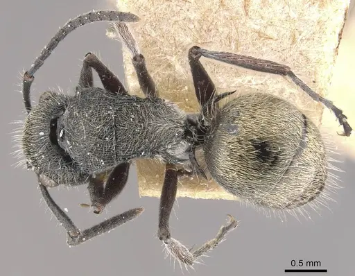 Polyrhachis heinlethii - CASENT0910827
