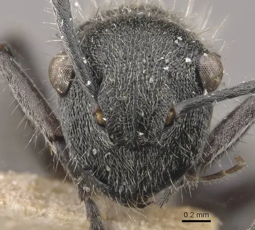 Polyrhachis heinlethii - CASENT0910827