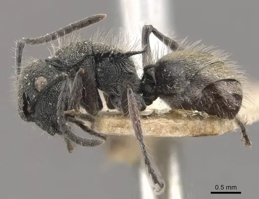 Polyrhachis heinlethii - CASENT0910827