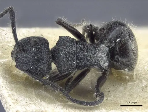 Polyrhachis heinlethii - CASENT0916642
