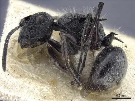 Polyrhachis heinlethii - CASENT0916642