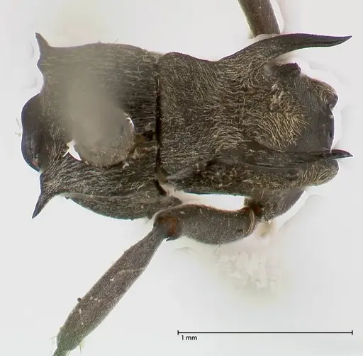 Polyrhachis hera specimen