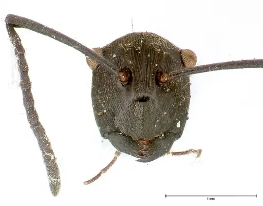 Polyrhachis hera specimen