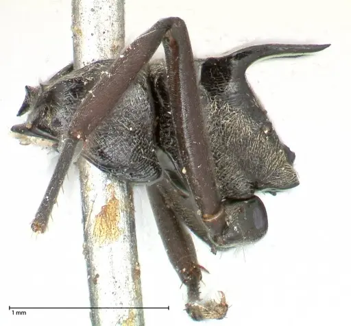 Polyrhachis hera specimen