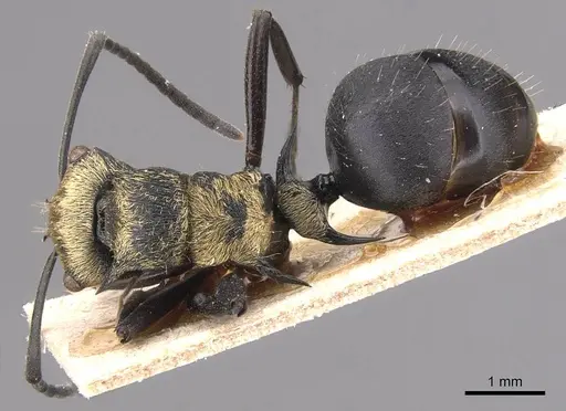 Polyrhachis hermione specimen