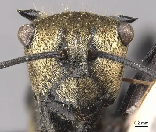 Polyrhachis hermione specimen