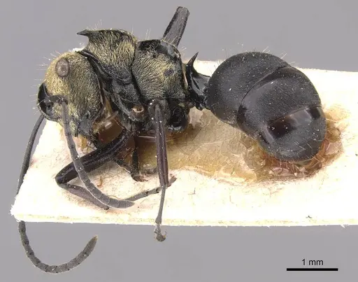 Polyrhachis hermione specimen