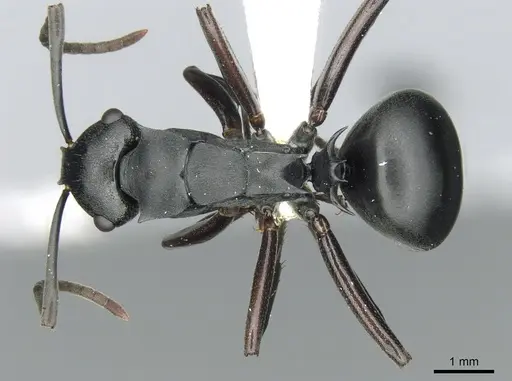 Polyrhachis hexacantha specimen