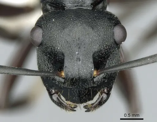 Polyrhachis hexacantha specimen