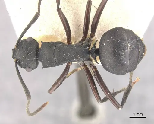 Polyrhachis hexacantha - CASENT0910769