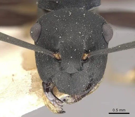 Polyrhachis hexacantha - CASENT0910769