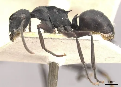 Polyrhachis hexacantha - CASENT0910769