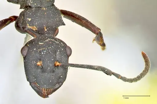 Polyrhachis hexacantha - FOCOL2543