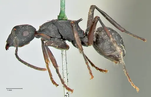 Polyrhachis hexacantha - FOCOL2543