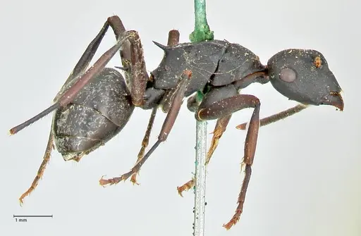 Polyrhachis hexacantha - FOCOL2543