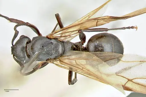 Polyrhachis hexacantha - FOCOL2544